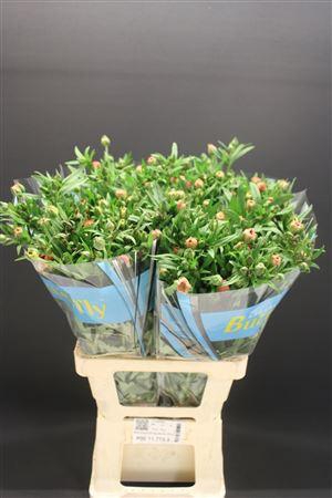 <h4>Ran Butterfly Eris 70cm</h4>