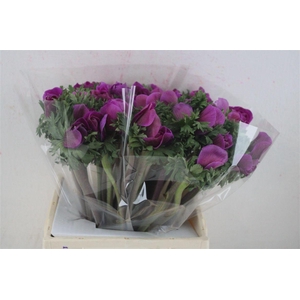 Anem Mistral Super Orchid