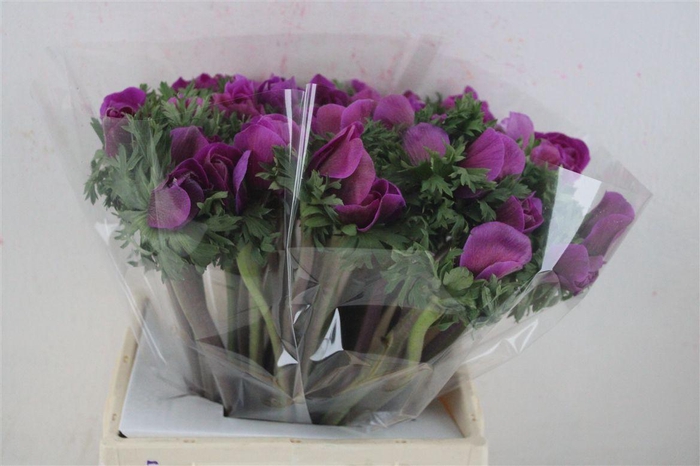 <h4>Anem Mistral Super Orchid</h4>