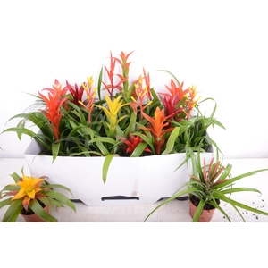 BROMELIA GEM 15 SRT