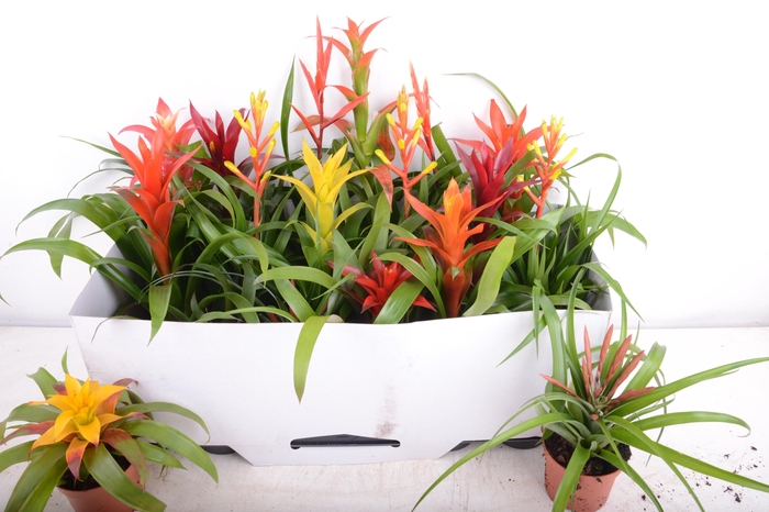 <h4>BROMELIA GEM 15 SRT</h4>