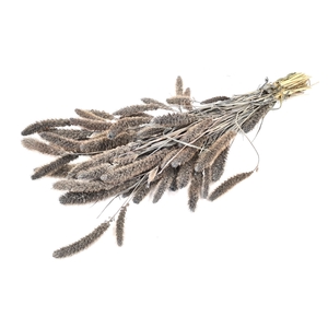 DRIED FLOWERS - SETARIA frosted grey