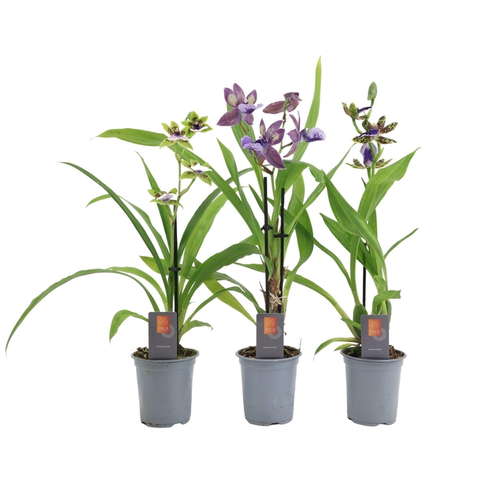 <h4>Inca Zygopetalum 1 spike 9cm</h4>