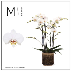 Mimesis Phal. Marvellous White - 50+ flowers 17cm in Nolan Ceramic