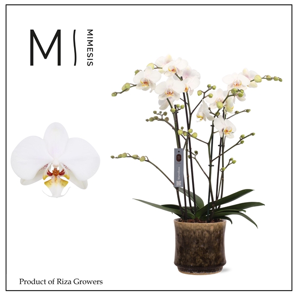 <h4>Mimesis Phal. Marvellous White - 50+ flowers 17cm in Nolan Ceramic</h4>