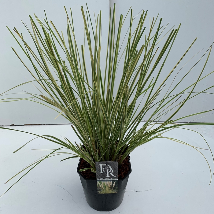 <h4>Cortaderia sell. 'Mini Goldpampas'</h4>