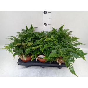 Humata griffithiana var. tyermannii