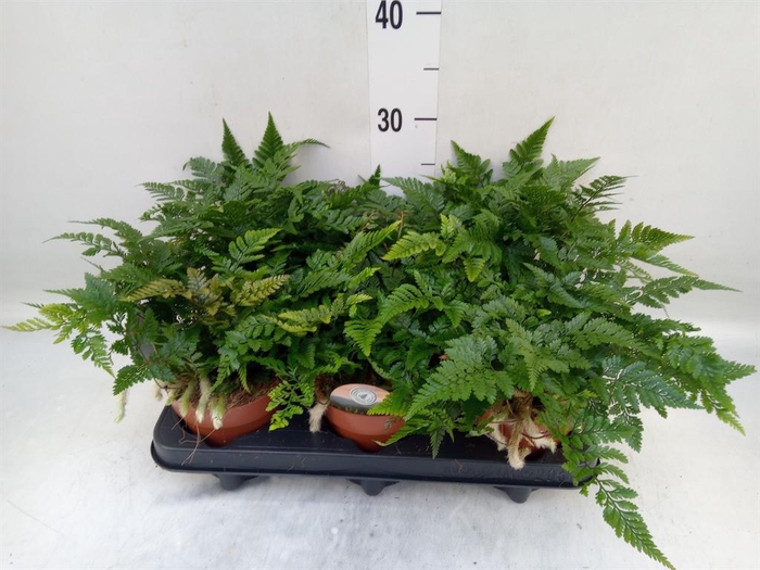 <h4>Humata griffithiana var. tyermannii</h4>