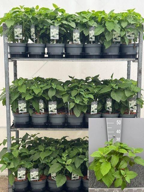 <h4>Hydrangea arbo. Annabelle</h4>