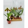arr8 Paph Amerika Hyb Gem