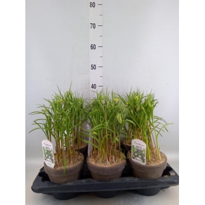 Fritillaria meleagris