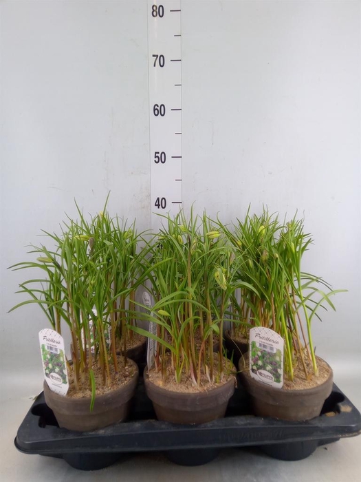 <h4>Fritillaria meleagris</h4>