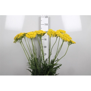 Achil F Parker Variety