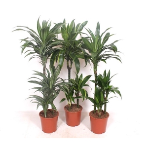 Dracaena fragrans Mixkar 60-30-15