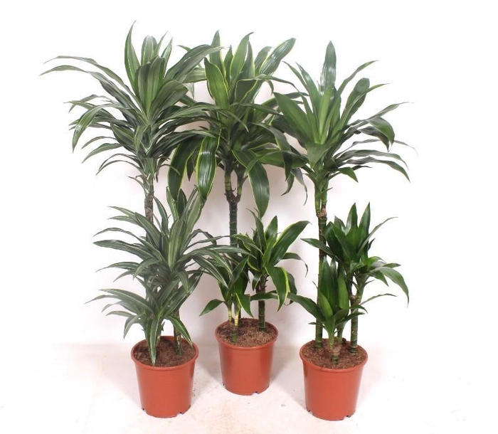 <h4>Dracaena fragrans Mixkar 60-30-15</h4>