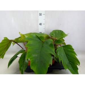 Philodendron   ...