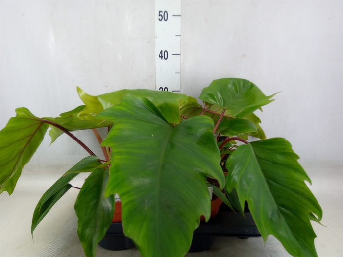 <h4>Philodendron   ...</h4>