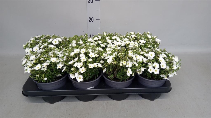 <h4>Arenaria montana</h4>