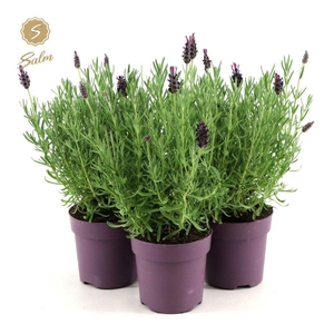 Lavandula st. 'Anouk'® Collection P10,5