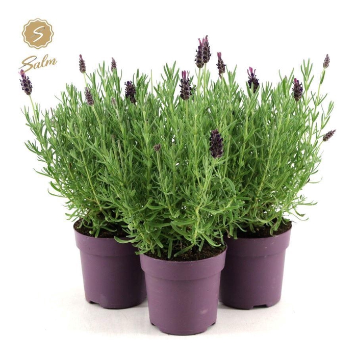 <h4>Lavandula st. 'Anouk'® Collection P10,5</h4>