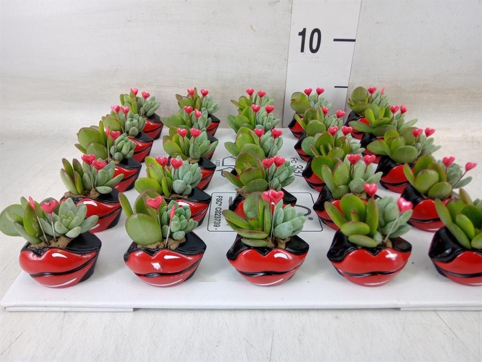 <h4>Arr.  Succulents L%</h4>