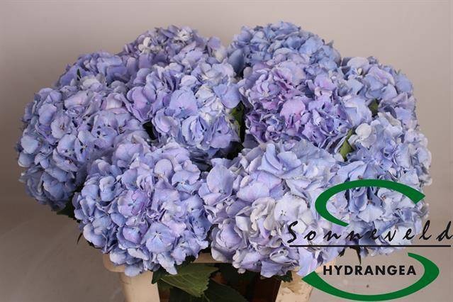 <h4>HYDR M ROY SYMPHO BL</h4>