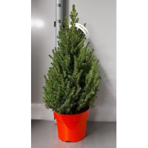 PICEA GL CONICA