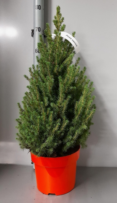 <h4>PICEA GL CONICA</h4>