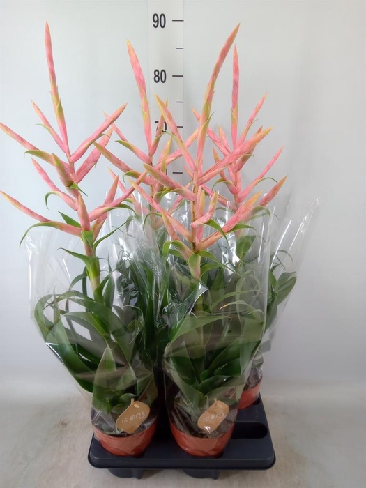 <h4>Tillandsia  'Dolce'</h4>