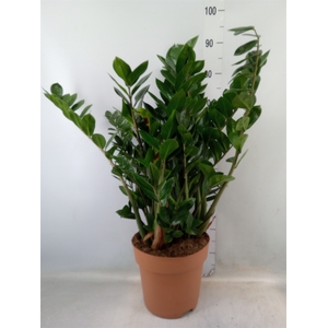 Zamioculcas zamiifolia