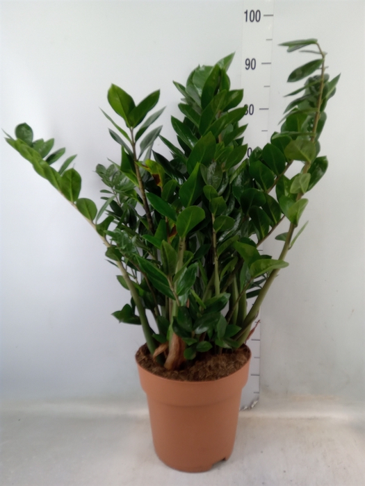 <h4>Zamioculcas zamiifolia</h4>