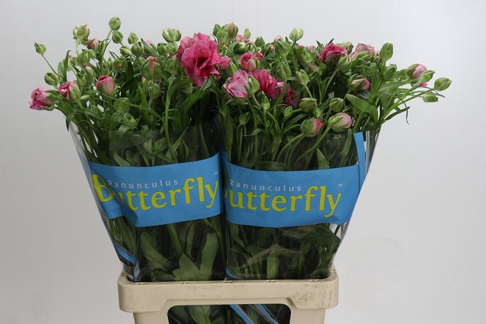 Ranunculus Butterfly Jupiter