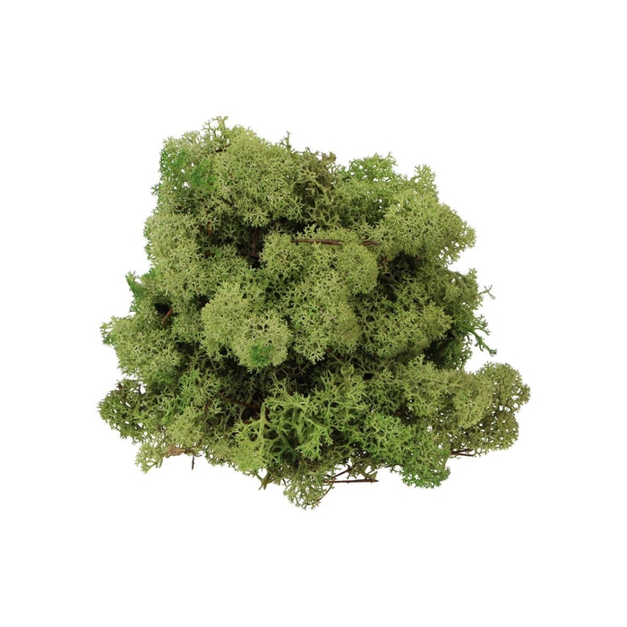 <h4>Mos Iceland Legergroen 500 Gram</h4>