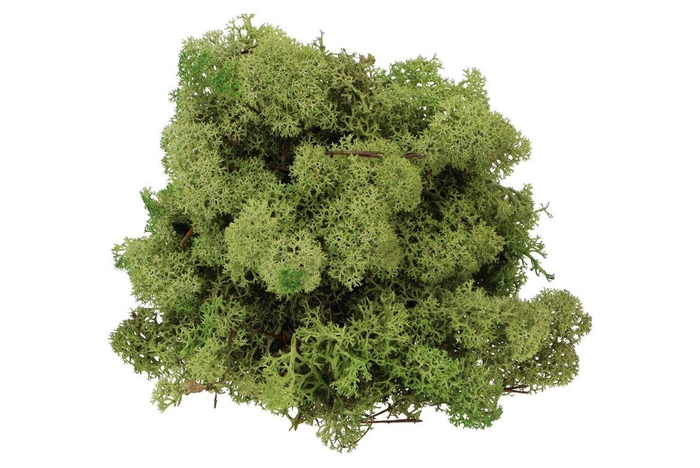 <h4>Mos Iceland Legergroen 500 Gram</h4>