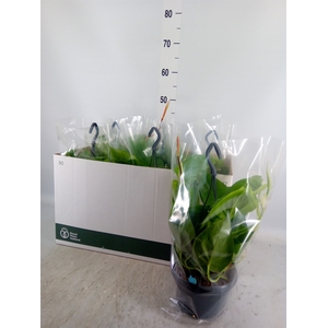 Philodendron scand.