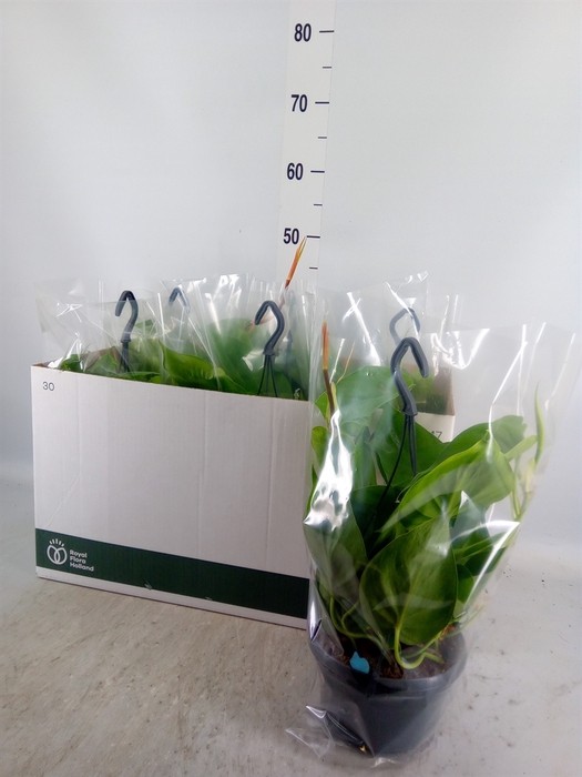 <h4>Philodendron scand.</h4>