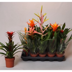 BROMELIA GEM