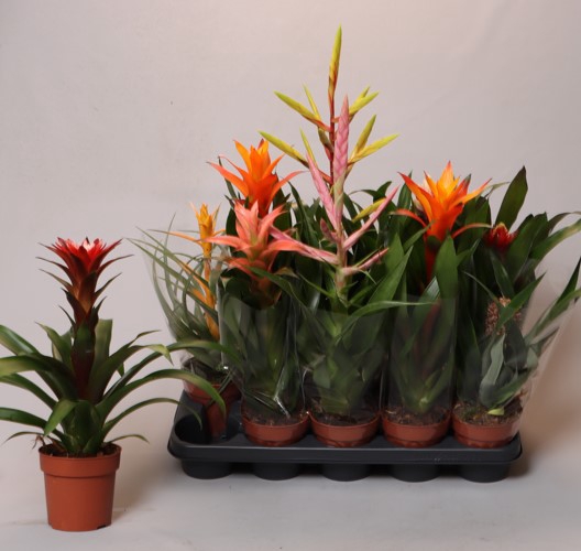 <h4>BROMELIA GEM</h4>