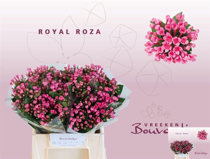 <h4>Bouv En Roza</h4>