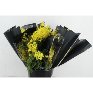 ACACIA MIMOSA MIRANDOL 150GR