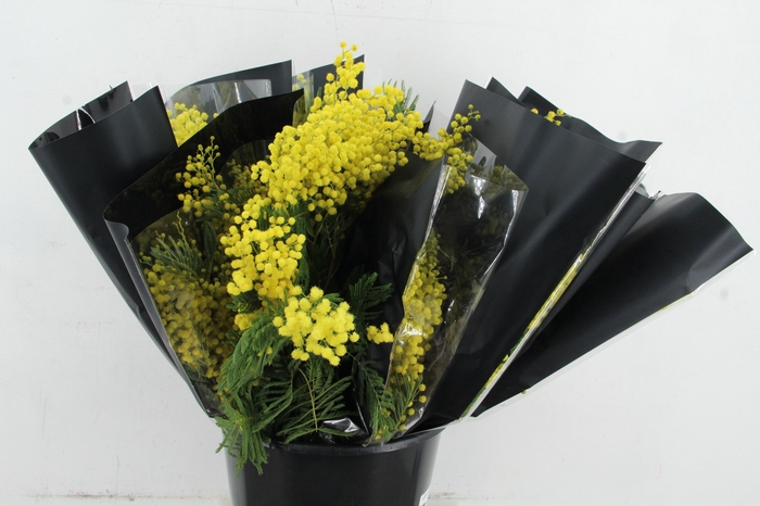 <h4>ACACIA MIMOSA MIRANDOL 150GR</h4>