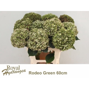 Hydr M Ch Rodeo Cl