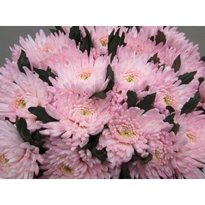 Chr G Topspin G Sweet Rose