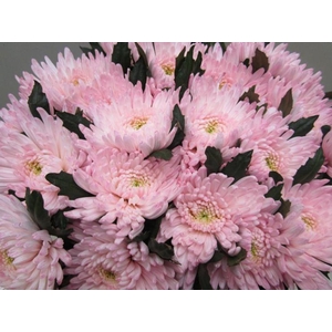 Chr G Topspin G Sweet Rose