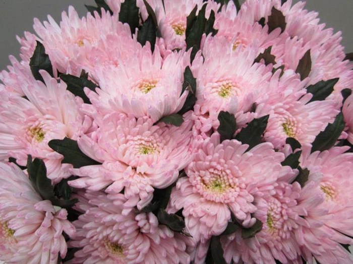 <h4>Chr G Topspin G Sweet Rose</h4>