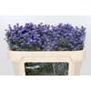 Aster Baby Parade
