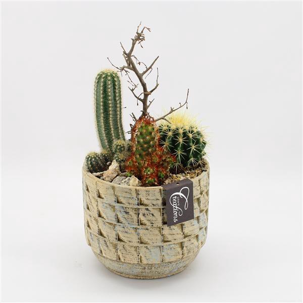 <h4>CTCR-2518 Cactus Essentials</h4>