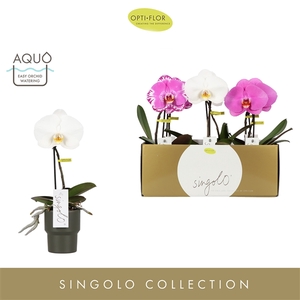 Singolo Mix in Roxanne Dark Green