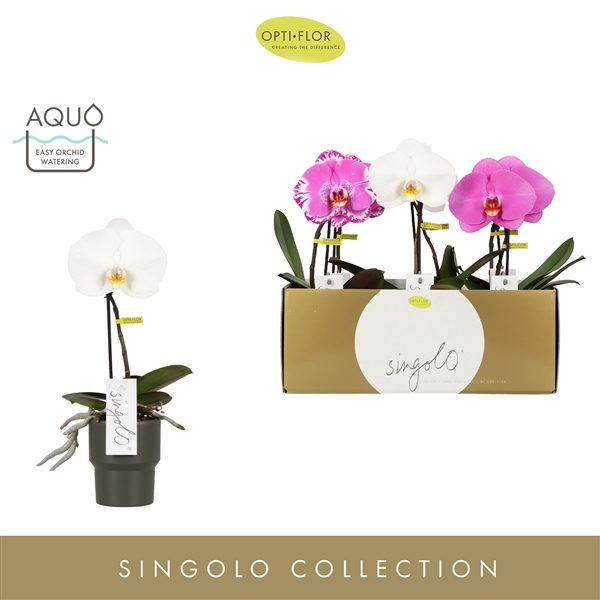 Singolo Mix in Roxanne Dark Green
