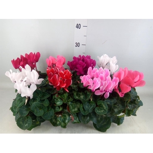Cyclamen MD 'Macro'
